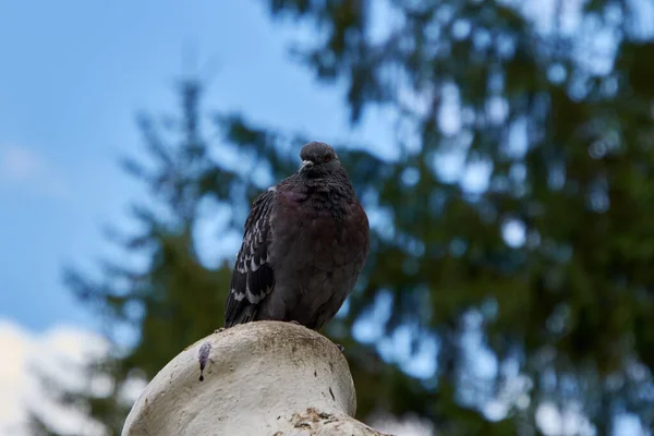 鳩は記念碑の上に座り — ストック写真