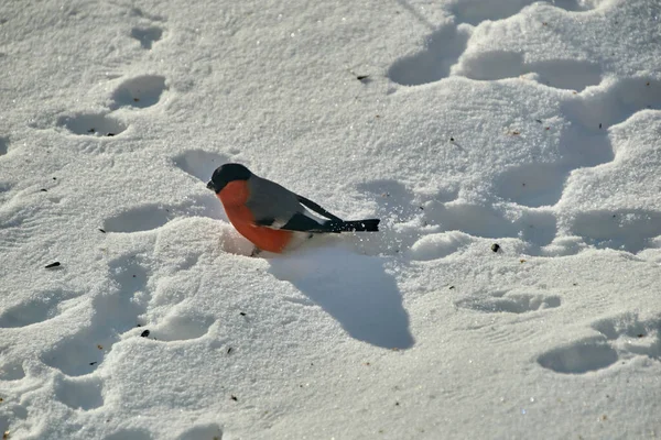 Gimpel Vogel Sitzt Schnee — Stockfoto