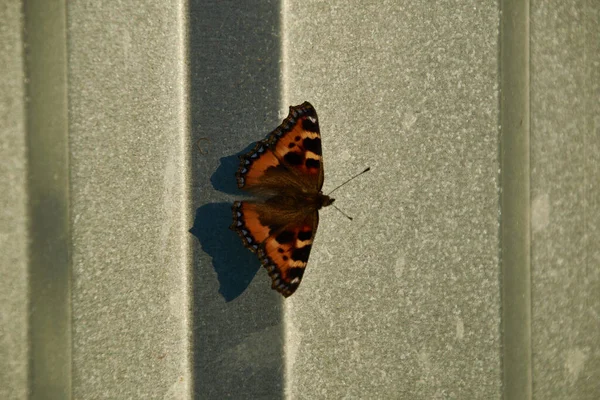 Kelebek metal bir yüzeye oturur.