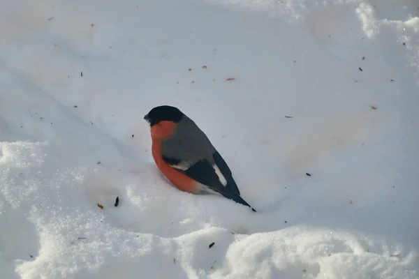 Saka kuşu karda yiyecek arıyor.