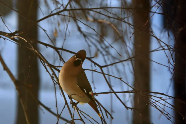 Bir dalda bir kuş oturuyor