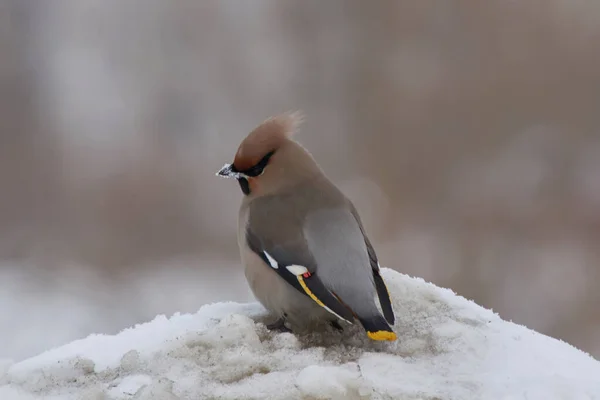 Voksvinger Med Slepebåt Snøen – stockfoto