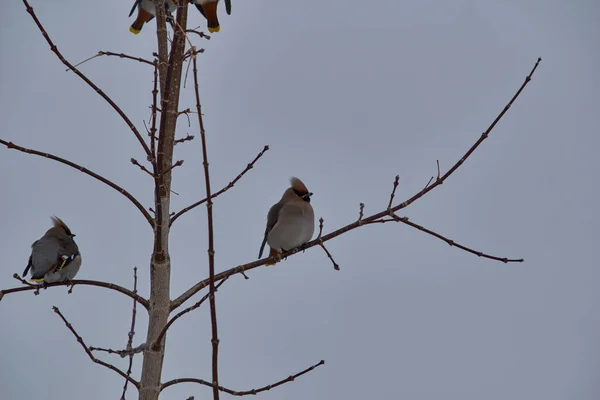 Flock Waxwings Sitting Branch — Stock Photo, Image