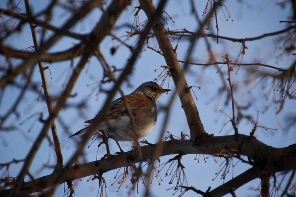 Bir ardıç kuşu ağaç dalında oturur.