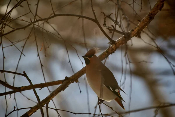 Dalları kabarcıklı kanatlar