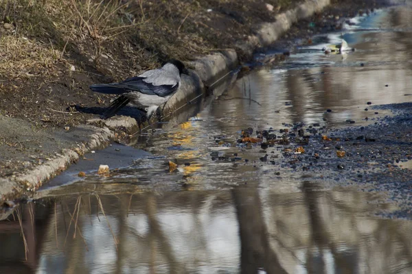 Bir karga bahar birikintilerinde yürür