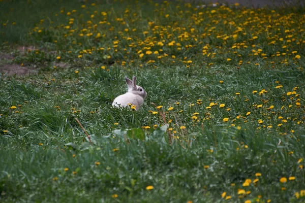 Çimlerde evcil tavşan