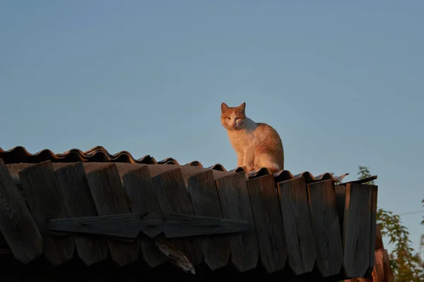 Çatıdaki kırmızı kedi
