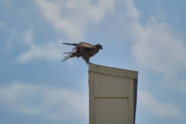 Een Vlieger Zit Een Gebouw — Stockfoto