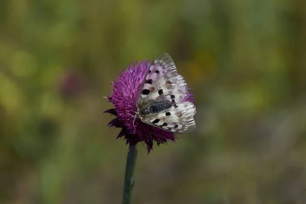 Büyük bir kelebek nektar yer.