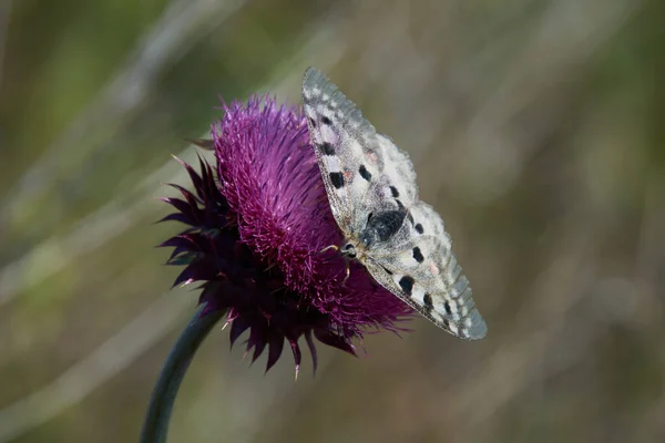 Büyük bir kelebek nektar yer.