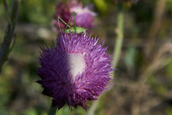 Gräshoppa Njuter Nektar Från Lila Blomma — Stockfoto