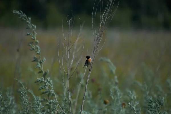 Kuru bir çadırda küçük bir kuş oturuyor.
