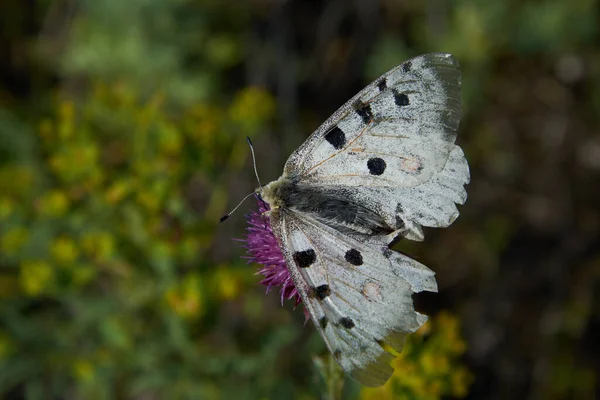 Büyük bir kelebek bir çiçeği döller.