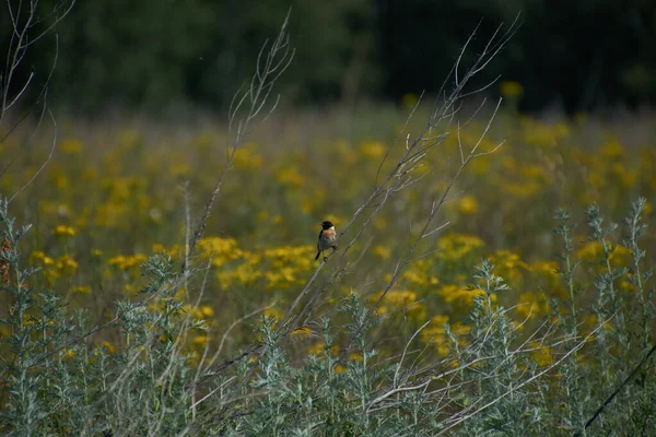 Een Vogeltje Zit Een Droge Pla — Stockfoto