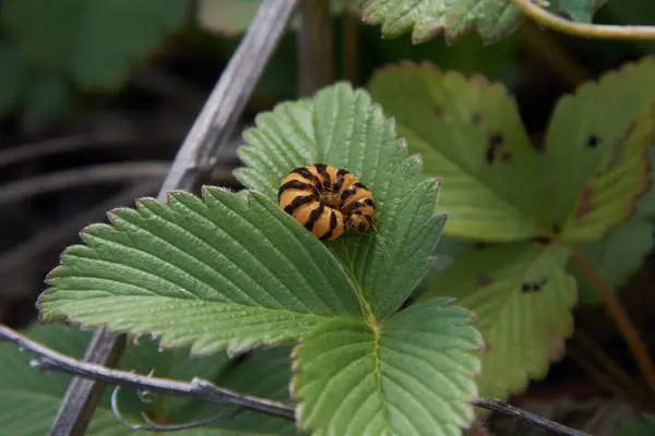 Çizgili bir tırtıl yaprağın üzerine kıvrılmış