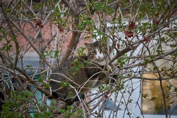 Kedi bir çalılığın dallarında oturuyor.