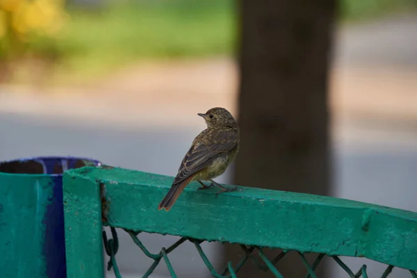 Çitin üzerinde küçük bir kuş oturuyor.