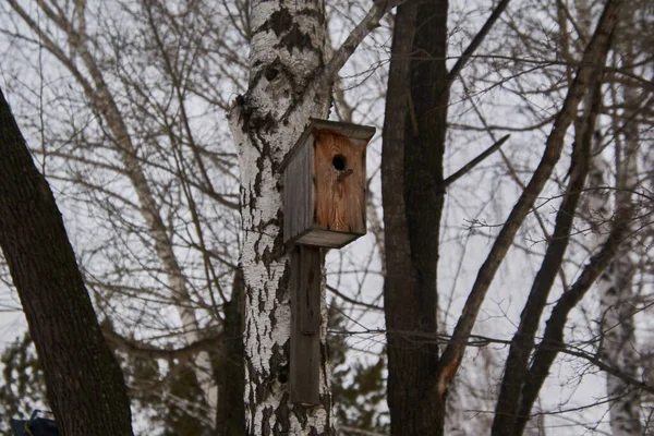 Altes Vogelhaus Auf Einem Baum — Stockfoto