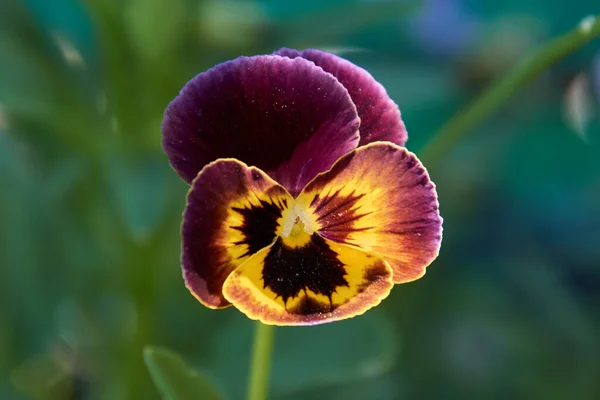 Violet Yellow Black Violet — стоковое фото