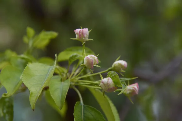 Küçük pembe çiçek tomurcukları