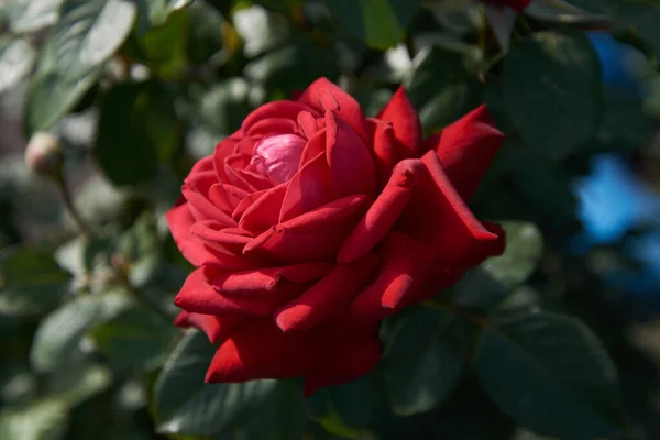 büyük açık gül tomurcuğu