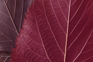 Ağaçların kırmızı yaprakları, soyut doğa arkaplanı