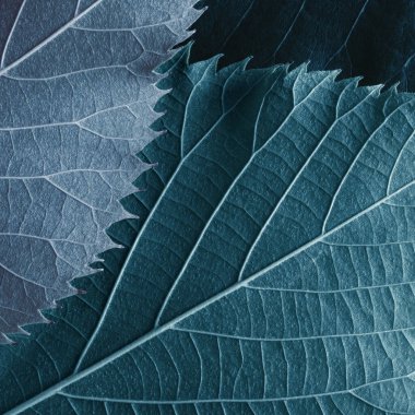 Mavi yaprakların makro resmi, doğa arkaplanı