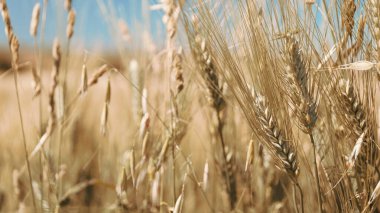 Tarım, buğday ve mavi arka plan kulakları