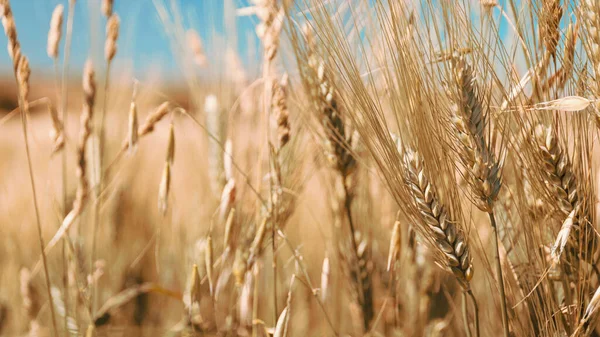 Tarım, buğday ve mavi arka plan kulakları