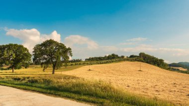 Baharda güzel kırsal alan, buğday tarlası ve mavi gökyüzü.