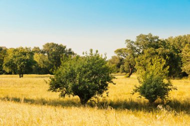 Güneşli bir günde güzel kırsal alan, çayır ve ağaçlar, mavi gökyüzü..