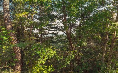 İlkbaharda ormanların yemyeşil yaprakları, doğal arka plan.