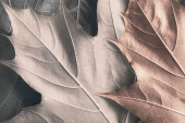 Картина, постер, плакат, фотообои "close-up of colorful leaves in studio, detail nature", артикул 482864200