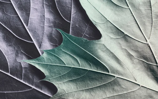 Stüdyoda renkli yaprakların yakın çekimi, detay doğa