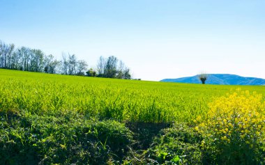 Bahar gününde güzel manzara, tarlaların sarı çiçekleri, mavi gökyüzü.
