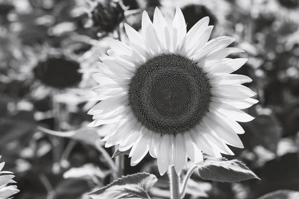 Zwart Wit Bloeiende Zonnebloemen Een Zomerdag — Stockfoto