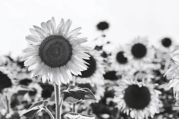 Fekete Fehér Virágzó Napraforgó Egy Nyári Napon — Stock Fotó