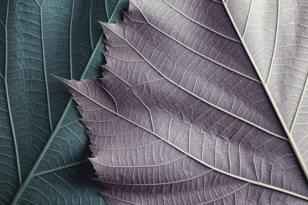 형형색색 의나무들 추상적 — 스톡 사진