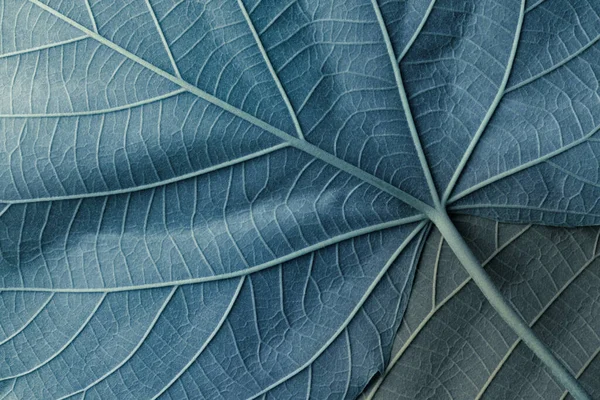 Macro Image Blue Leaves Natural Background — Fotografia de Stock