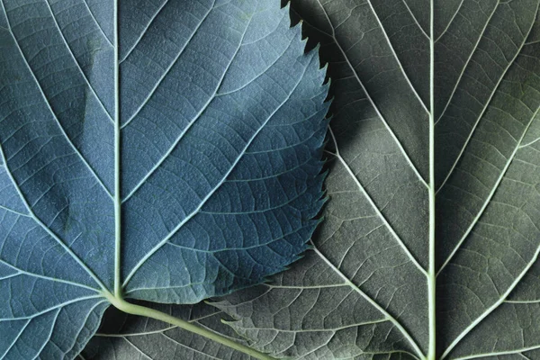 Macro Image Blue Leaves Natural Background — Fotografia de Stock