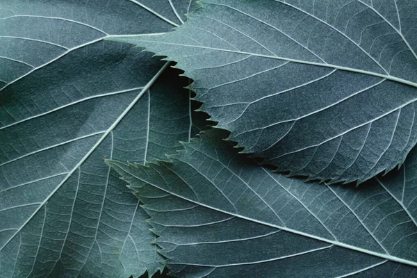 Macro Image Blue Leaves Natural Background — Fotografia de Stock