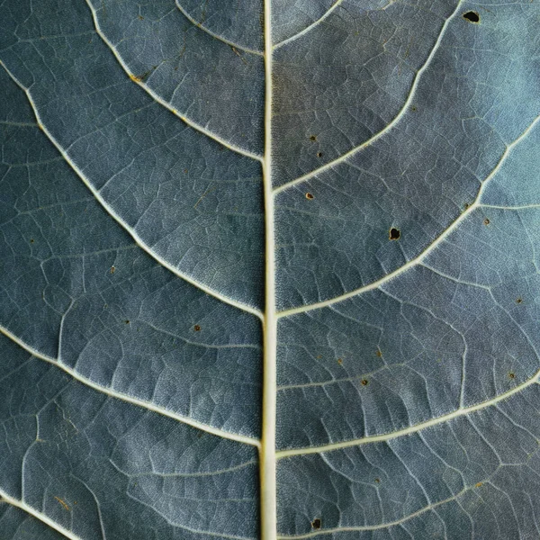 Macro Image Blue Leaf Natural Background — Fotografia de Stock