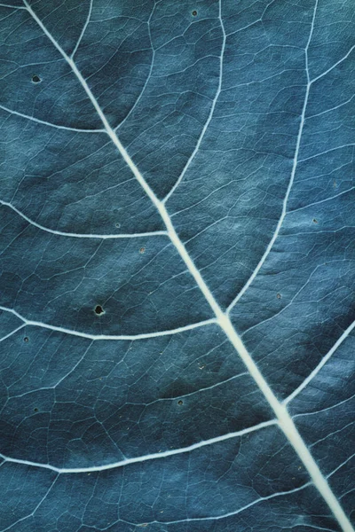 Macro Image Blue Leaf Natural Background — Fotografia de Stock