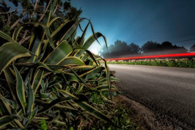 Planta al lado de carretera con luz de coche