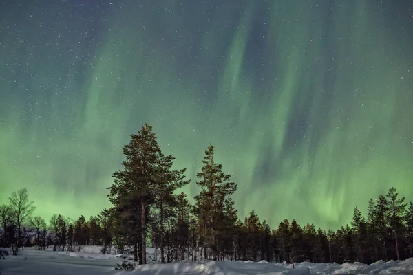 Aurora Boreal Cobriendo Todo Cielo Sobre Bosque Nevado — Stock Photo, Image
