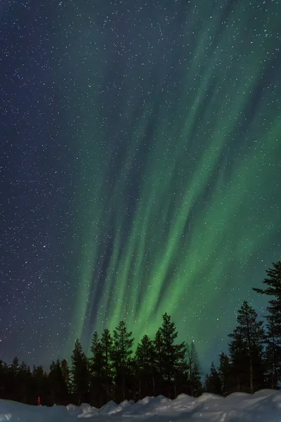Aurora Boreal Vertical Surgiendo Tras Bosque — Stock Photo, Image