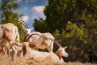 Oryx dammah grubu resmin solunda dinleniyor ve sağa bakıyor.