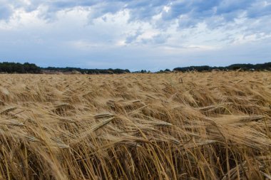 Rüzgarla hareket eden buğday tarlası bulutlu gökyüzü