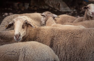 Sürünün içindeki bir koyunun yüzü